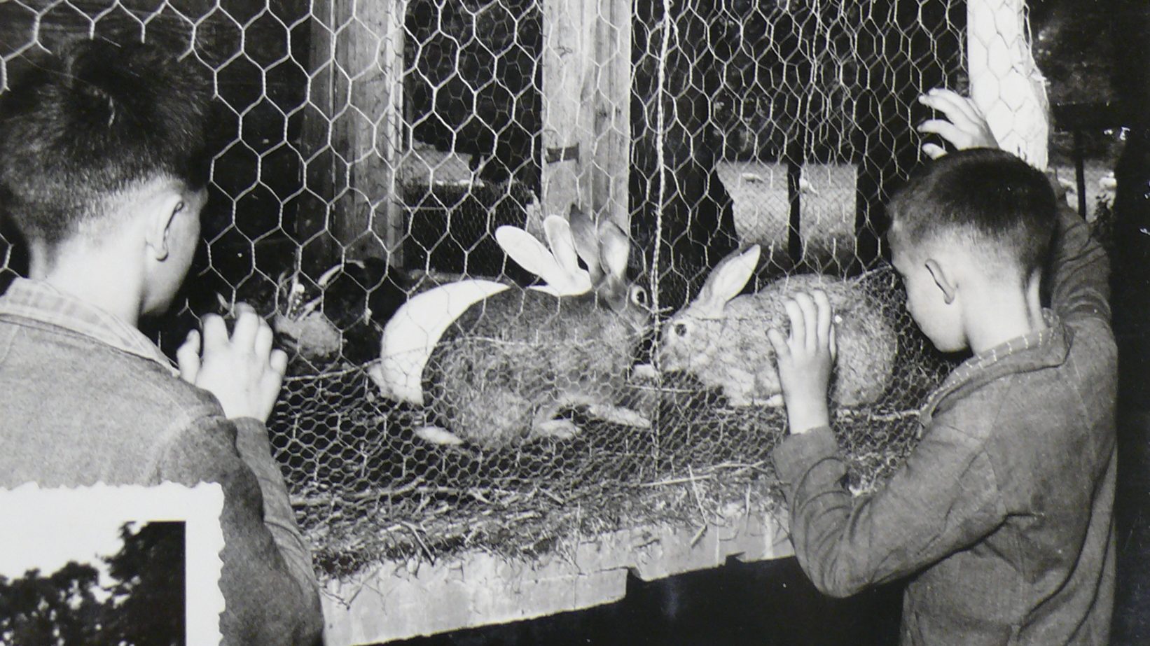 Album photo - Clapier à lapin